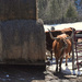 Longhorn Cattle by bjywamer