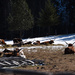 More Longhorns by bjywamer