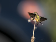 21st Mar 2020 - Hummer Trying to Adjust Her Load