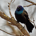common grackle  by rminer