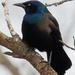 common grackle  by rminer
