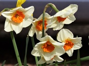 21st Mar 2020 - A Late Clump of Narcissi