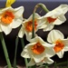 A Late Clump of Narcissi by susiemc