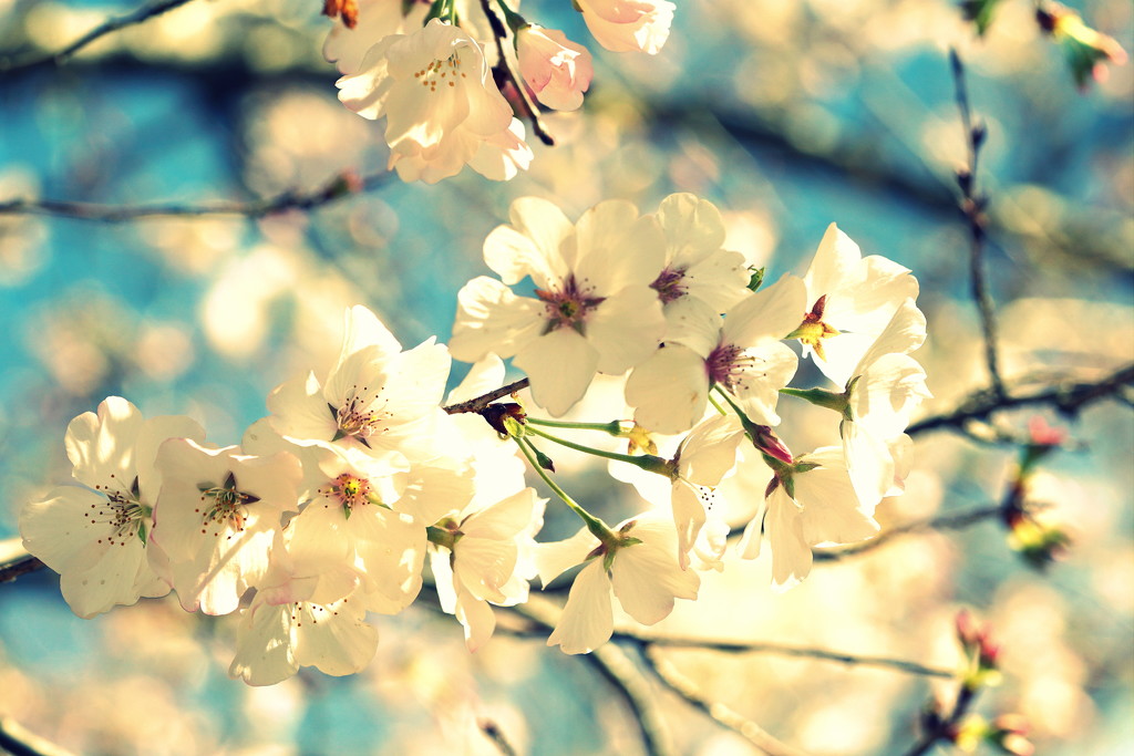  Spring Whites by sunnygirl