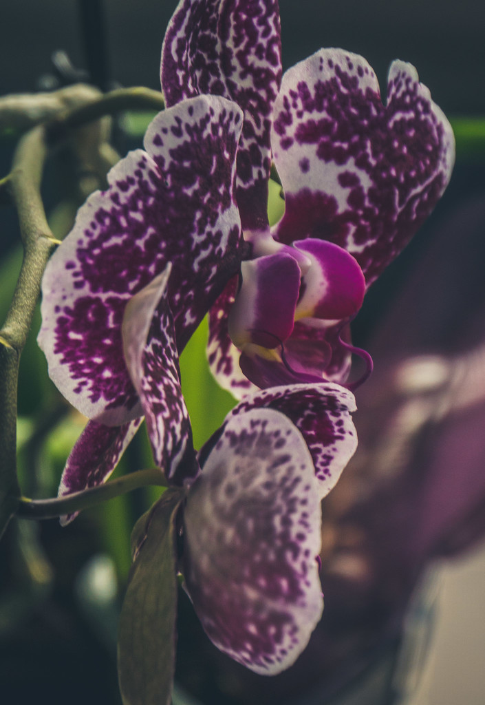 Purple Orchid by randystreat