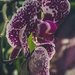 Purple Orchid by randystreat
