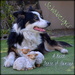 A Border Collie and her flock by salza