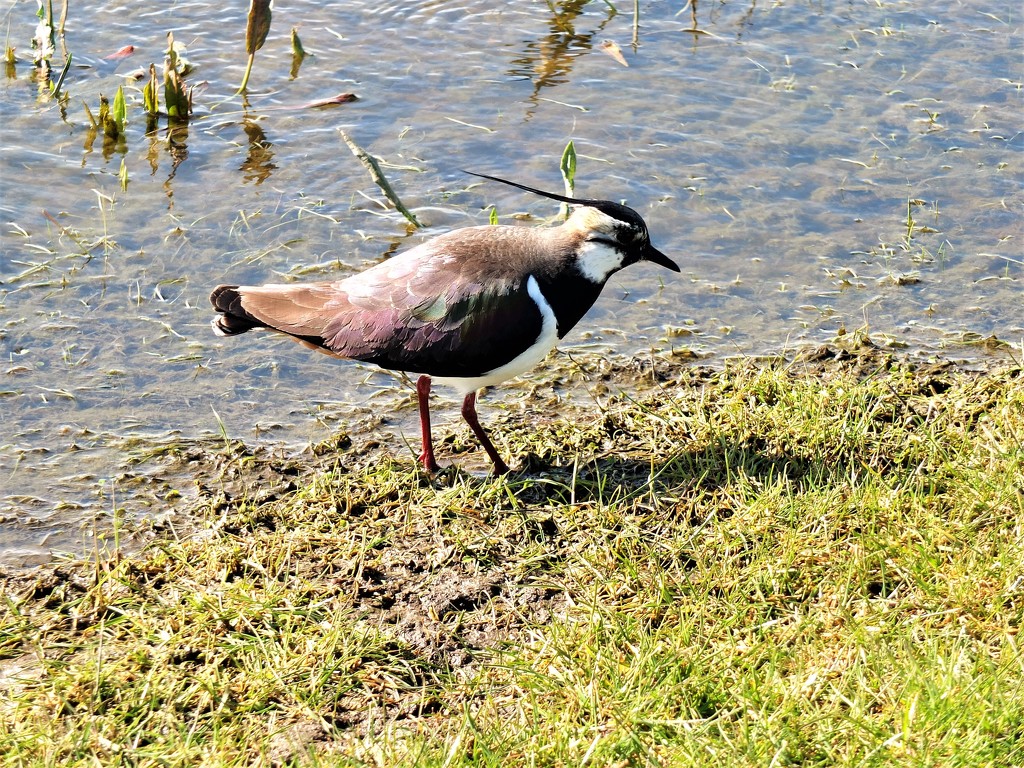 Lapwing looking for a mate! by bigmxx