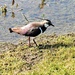 Lapwing looking for a mate! by bigmxx
