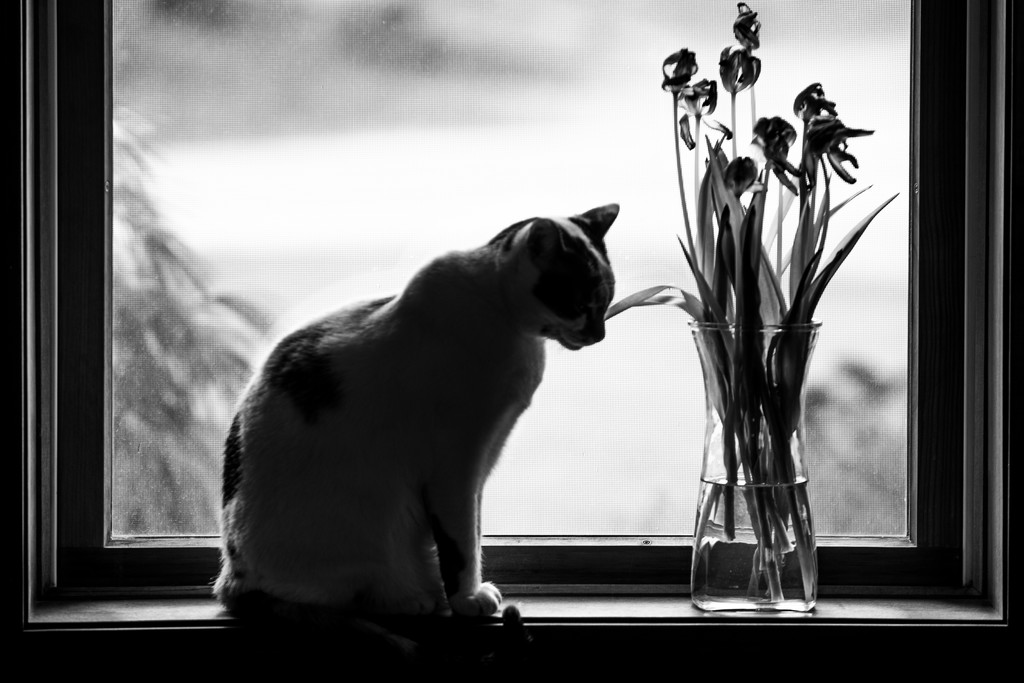 cat and dying tulips by jackies365