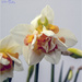 Narcissus Double Tahiti by pcoulson