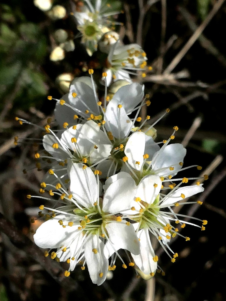 An Abundance of Blossom by gaf005