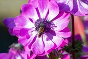 19th Mar 2020 - Bee On a Bloom-1