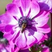 Bee On a Bloom-1 by theredcamera