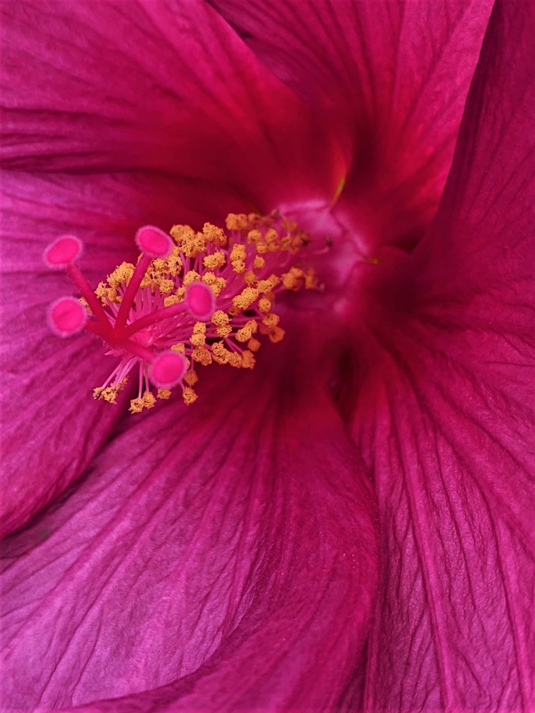 A cheerful flower by sandradavies