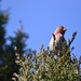 House Finch by stephomy