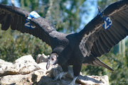 20th Mar 2020 - California condor in breeding program.