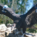 California condor in breeding program. by larrysphotos