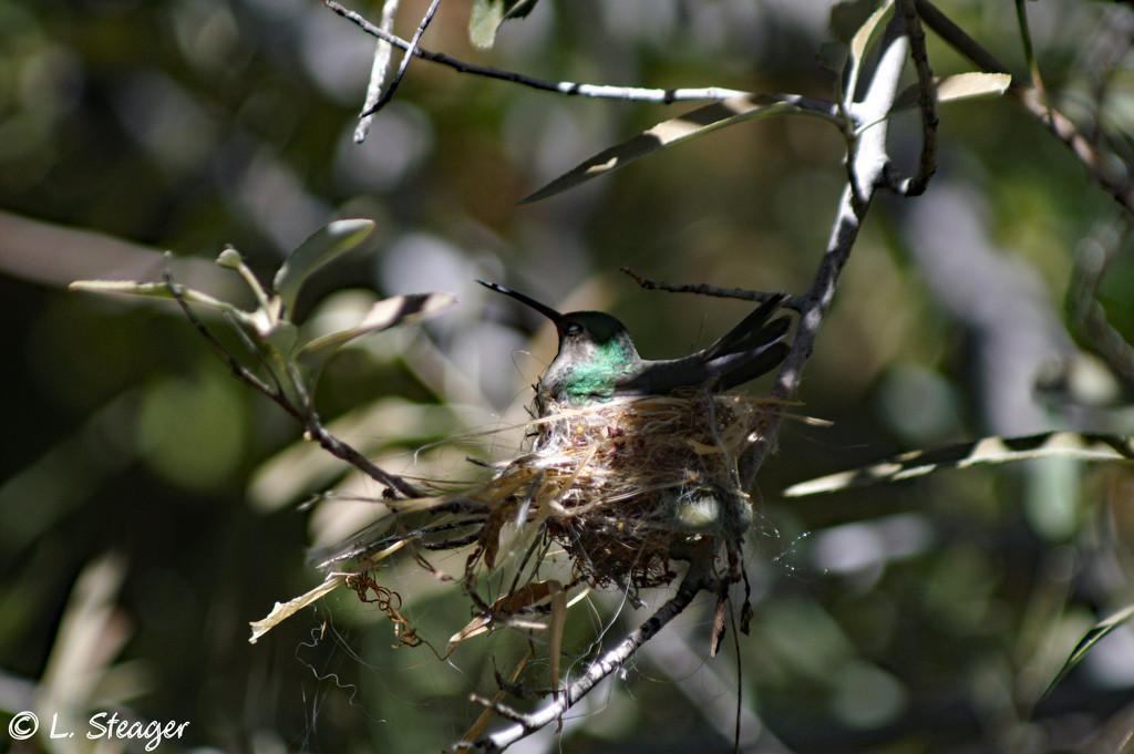 Hummingbird nest by larrysphotos