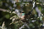 20th Mar 2020 - Hummingbird nest