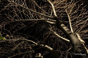 9th Jan 2011 - Trees of the Night