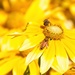 Let us bee yellow all day by kiwinanna