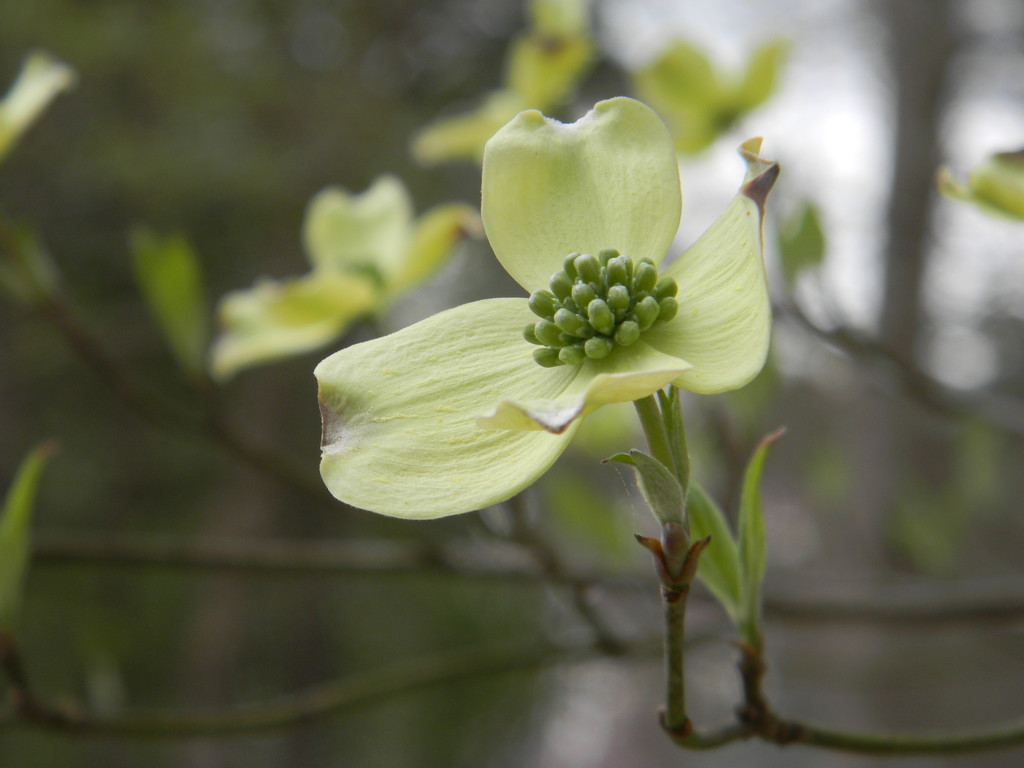 Dogwood Flower by sfeldphotos