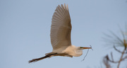 21st Mar 2020 - The Egrets Were Real Busy Building Nest!