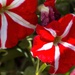Red petunias by kiwinanna