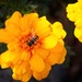 Orange marigolds plus bee by kiwinanna