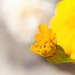 Yellow bursting forth by kiwinanna