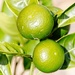 Green limes - where is the gin? by kiwinanna