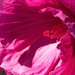 Hot pink stamens  by kiwinanna