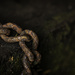 Link in a Chain by kipper1951