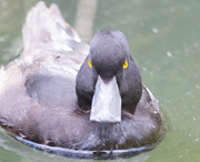 13th Oct 2019 - Blue Duck - he looks angry :)