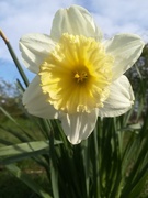 22nd Mar 2020 - Daffodil for Mother's Day