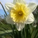 Daffodil for Mother's Day by busylady