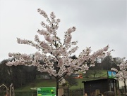 18th Mar 2020 - Cherry Blossom
