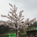 Cherry Blossom by oldjosh