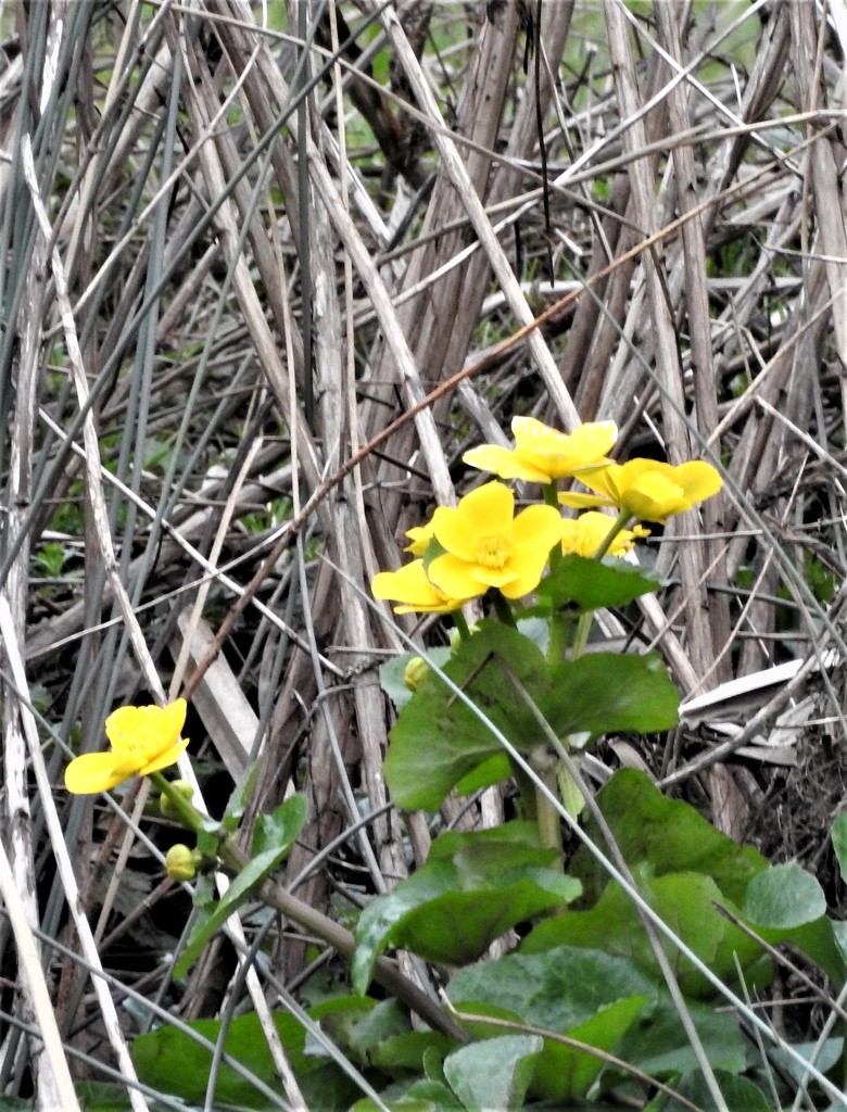 Marsh Marigolds by oldjosh