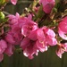 Peach Blossom  by cataylor41
