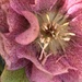 Hellebore Flower  by cataylor41