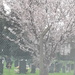 cherry tree by arthurclark