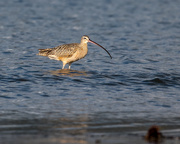 21st Mar 2020 - Long-billed Curlew