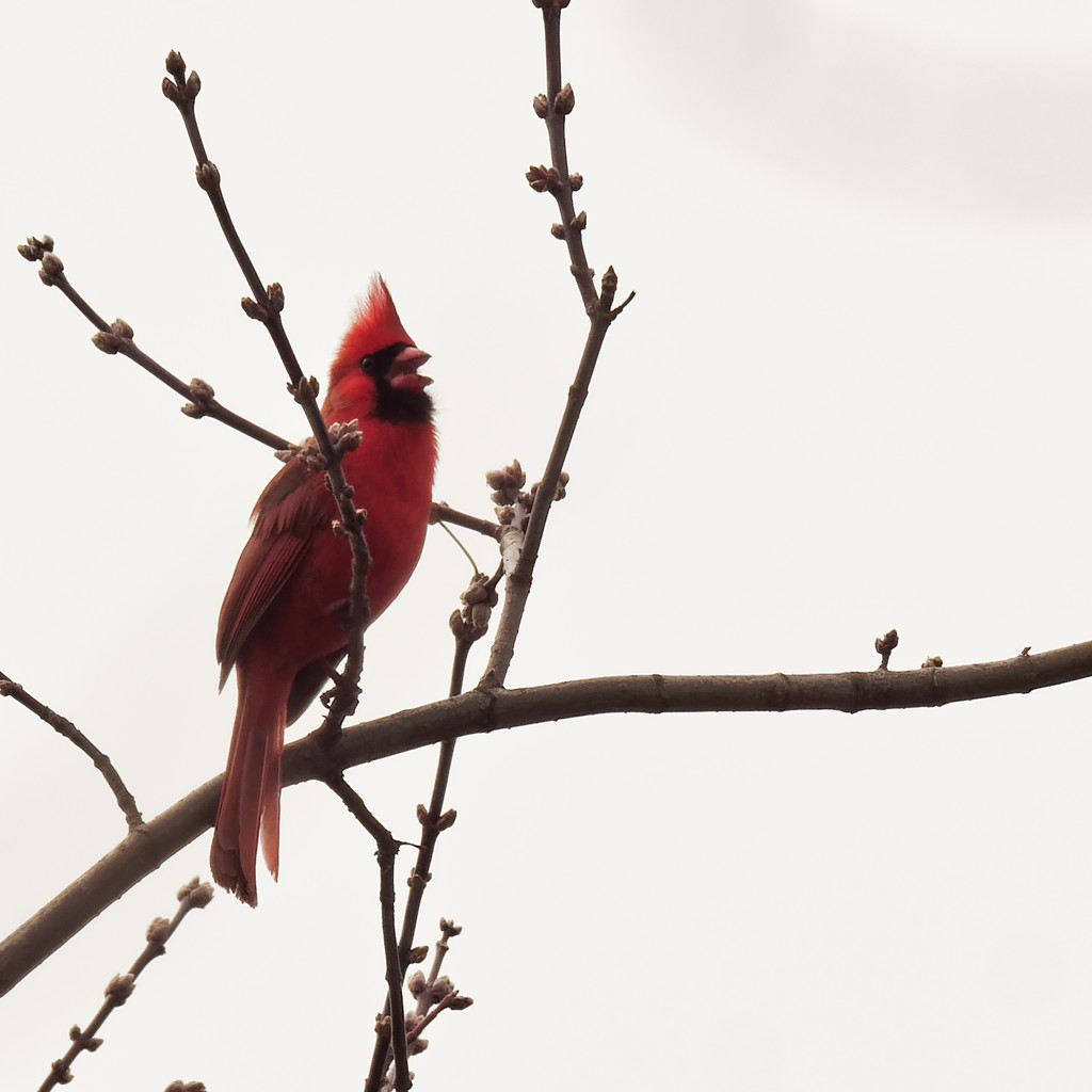 northern cardinal sings by rminer