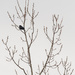 Red-winged blackbird in a tree by rminer