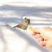 My hubby likes to feed the Squirrels by radiogirl