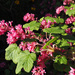 flowering currants by josiegilbert