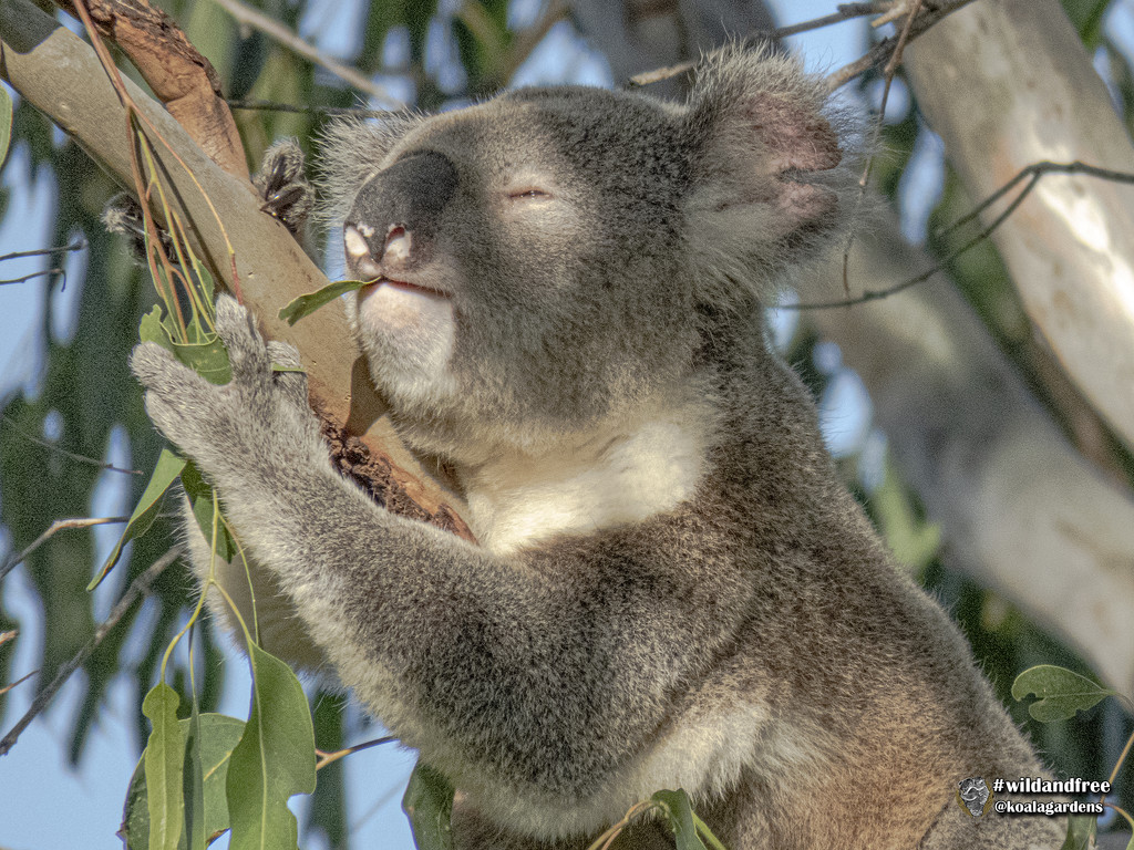 home grown is best by koalagardens