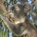 home grown is best by koalagardens